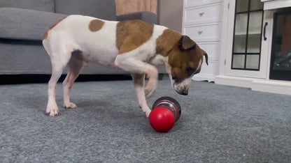 Interactive dog snack dispenser toy